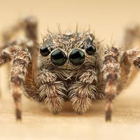 Jumping Spider - Sitticus pubescens 1 